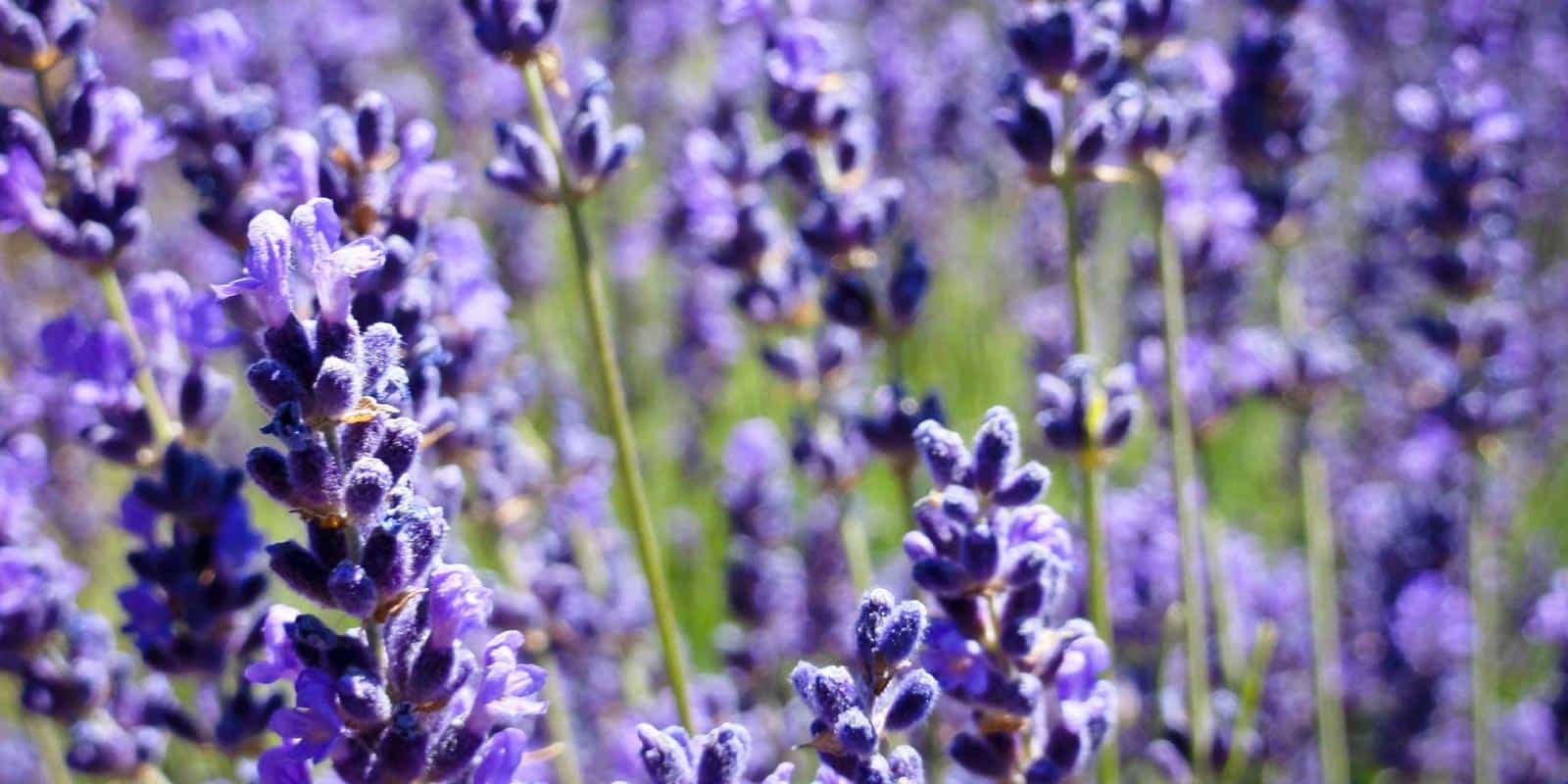 Champ de lavande en Provence