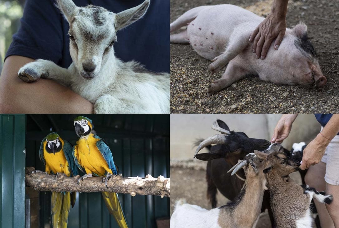 Les animaux de la petite ferme de Terre de Rêve