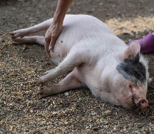 Peggy, le petit cochon de Terre de Rêve