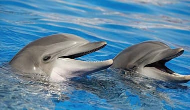 Le parc Marineland