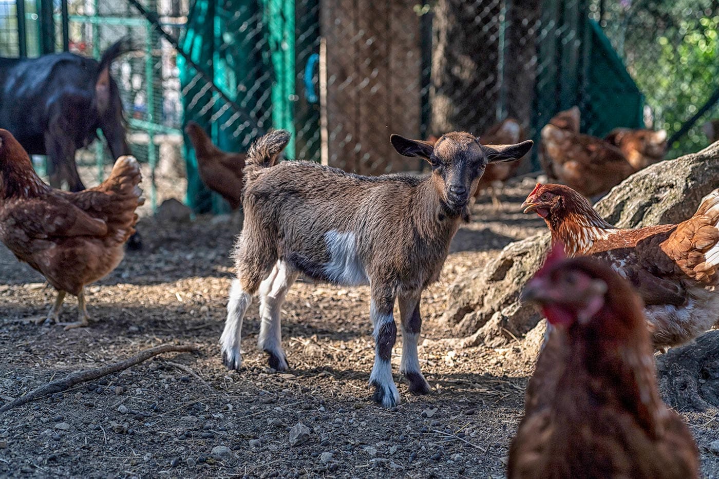 La ferme de la maison d’hôtes Terre de Rêve en région PACA